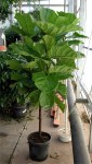 Ficus Lyrata Standard